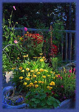Late summer bloom in the deck garden, Cufra Cliffs, Thetis Island, BC