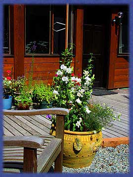Canterbury Bells beside a deck chair, Cufra Cliffs, Thetis Island, BC