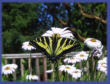 A swallowtail on the osteospermum, deck garden, Cufra Cliffs, Thetis Island, BC